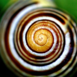 Nahaufnahme einer Schneckenhaus-Spirale mit braunen und weißen Ringmustern vor grünem Hintergrund.