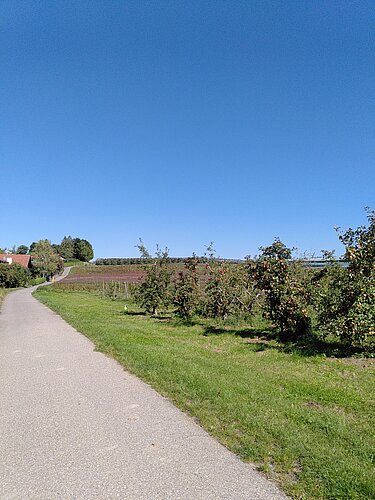 Ein Weg mit Bäumen am Hopfenwanderweg in Tettnang