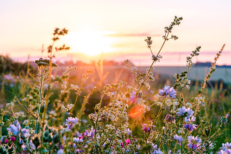 Wildblumenwiese Blühende Wildblumen in einem Feld bei Sonnenuntergang mit warmem Licht und einem weichen Himmel im Hintergrund.